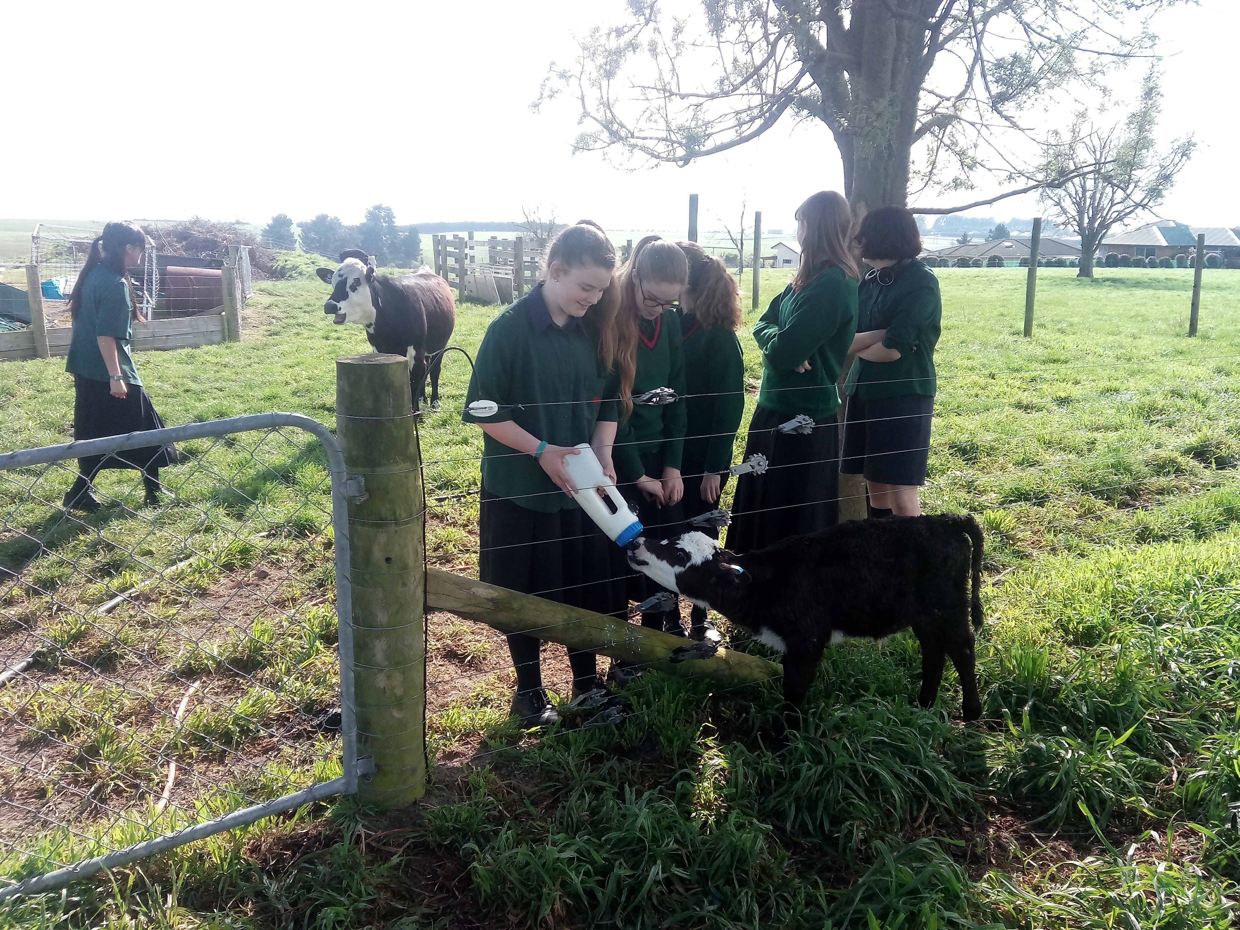 Two students feeding a calf milk.